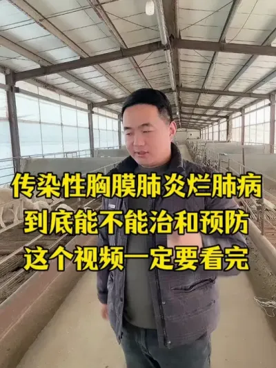 羊群出现胸膜肺炎该如何去治疗和预防 #畜牧养殖 #猪牛羊 #我是农村养羊人 #养羊经验分享