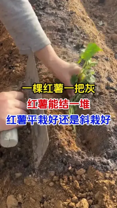 一棵红薯一把灰，红薯能结一大堆，红薯平栽好还是斜栽好#红薯种植#红薯管理#红薯移栽#红薯高产#分享农业知识帮农民增产增收