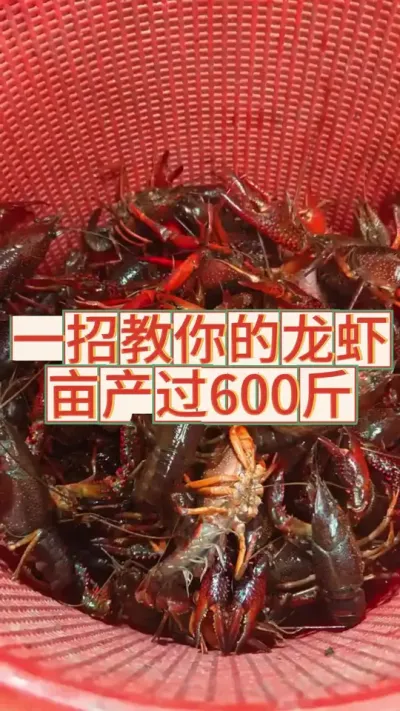 一招教你的龙虾亩产过600斤#三农 #农业 #渔德盛 #小龙虾 #2025新农人计划