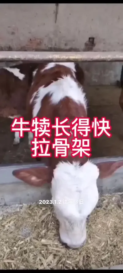 牛犊断奶后，如何拉大骨架，长得快#西门塔尔育肥牛 #全国养牛人 #养殖户 #科学喂养