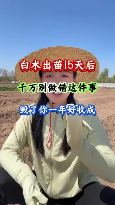 白术种植 白术出苗15天后千万别做错这件事毁了你一年好收成 #白术种植 #白术管理 #白术高产