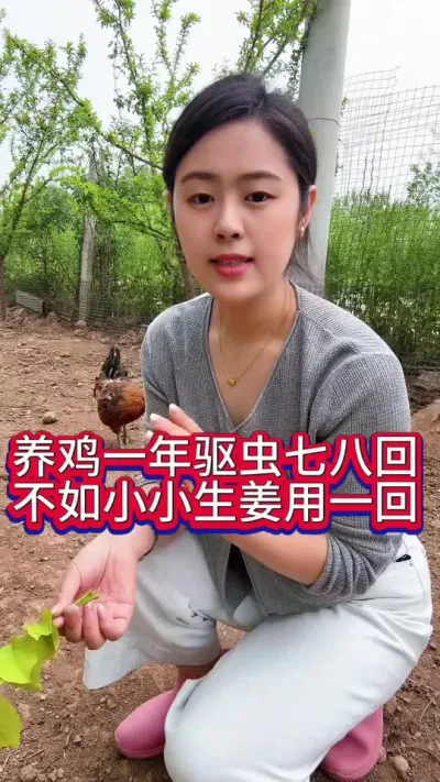 养鸡一年驱虫七八次不如把家里的生姜用一回#鸡鸭鹅养殖 #科学养鸡 #养鸡人 #服务三农支持三农 #抖音养鸡人