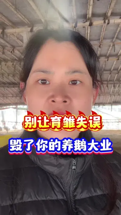 别让育雏失误毁了你的养鹅大业#养鹅技术分享 #养鹅人 #三农 #狮头鹅 #每天分享养殖技术和经验