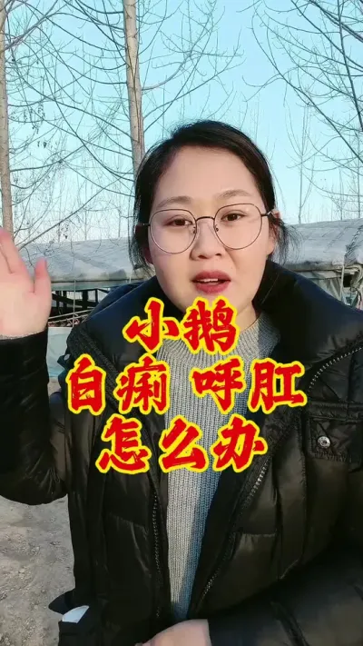小鹅呼肛拉白痢怎么办#养鹅 #养鹅人 #鹅 #养鹅技术分享 #科学养鹅
