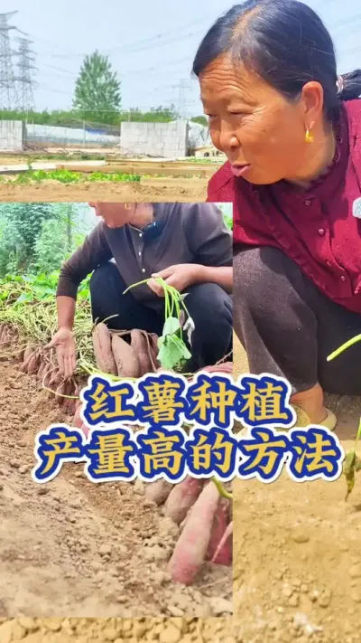 红薯高产的种植方法 红薯怎么种植产量高#红薯种植 #种植小技巧 #生菜杨姐 #三农
