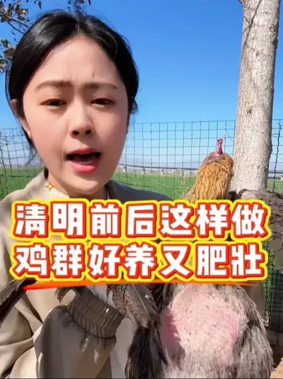 清明前后这样做，鸡群好养肥又壮 #鸡鸭鹅养殖 #科学养鸡 #鸡病防治 #养殖小妙招 #服务三农支持三农