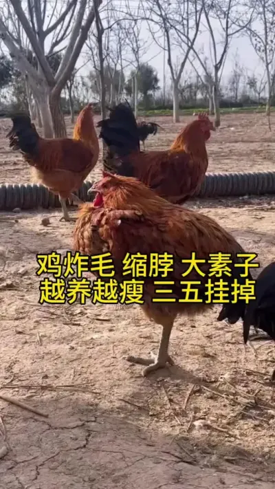鸡炸毛缩脖大素子，越养越瘦，还有胀气吐水的，三五挂掉怎么办#鸡鸭鹅养殖 #服务三农支持三农 #科学养鸡 #养殖小妙招 #鸡病防治