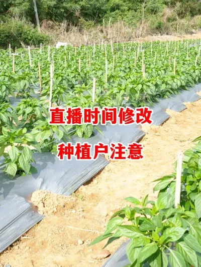直播时间做了小的调整种植户注意查看#辣椒种植 #辣椒 #小米辣 #线椒 #来抖音学农技