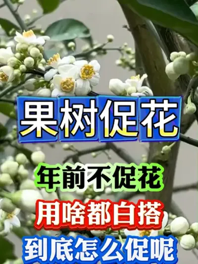 果树年前促花#果树种植 #果树管理 #果园管理