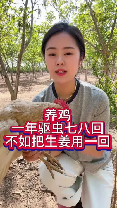 养鸡一年驱虫七八回不去把生姜用一回生姜在养鸡中的妙用你知道么#养鸡 #鸡病防治 #服务三农支持三农 #鸡鸭鹅养殖 #抖音养鸡人