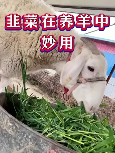 韭菜在养羊中妙用 #养羊 #三农 #新手养羊 #养殖