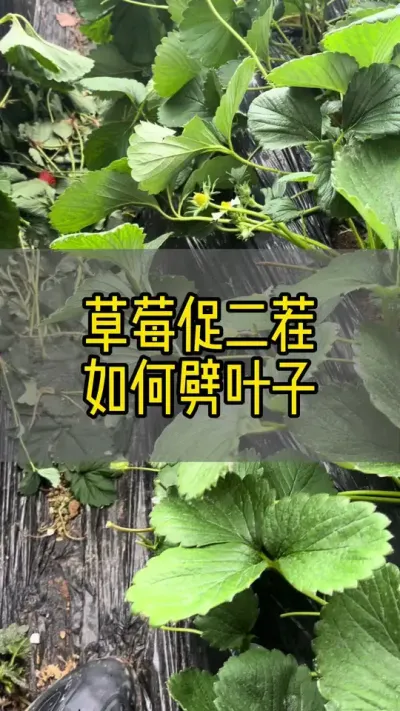 冷冻苗促二茬如何劈叶子#新农人计划2024 #抖音助农 #草莓种植