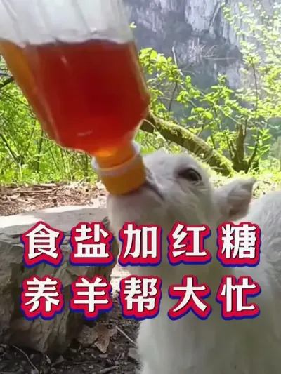 食盐加红糖养羊帮大忙 #养羊 #养羊人 #新手养羊 #牛羊养殖
