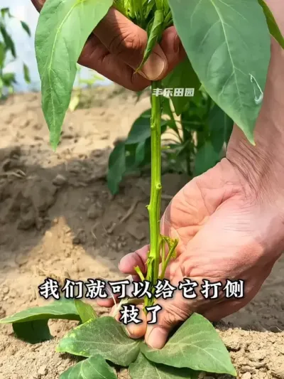 打侧枝 辣椒高产小窍门 #辣椒 #种辣椒 #辣椒种植 #种植小技巧 #抖音助农
