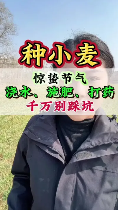 惊蛰节气浇水、施肥、打药千万别踩坑#惊蛰节气 #病虫害防治 #小麦 #小麦种植 #小麦种植管理技术
