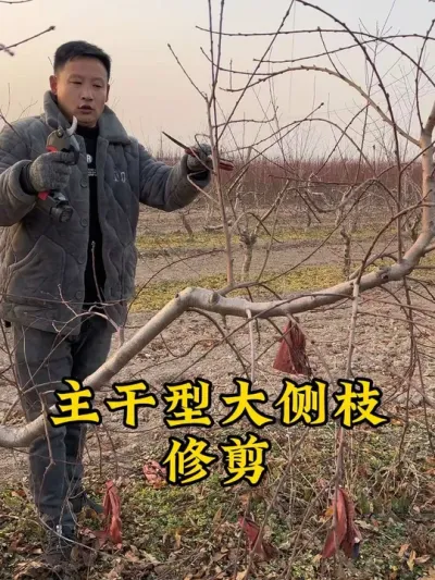 #支持三农扶持三农发展 #关注我每天为你分享更多农业知识 #抖音助农 #农业技术推广 #桃树冬季修剪 @抖音小助手 @抖音热点宝 @抖音创作者中心
