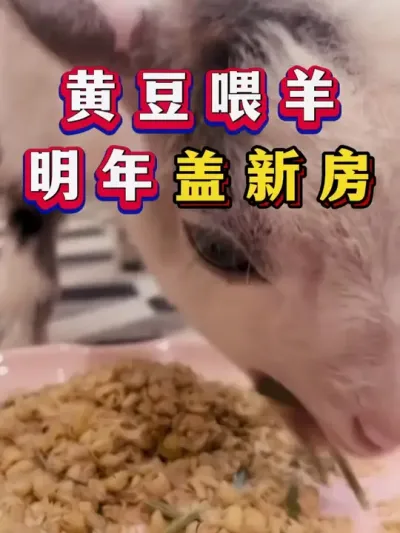 黄豆喂羊，明年盖新房 #养羊 #科学养羊 #新手养羊 #牛羊养殖