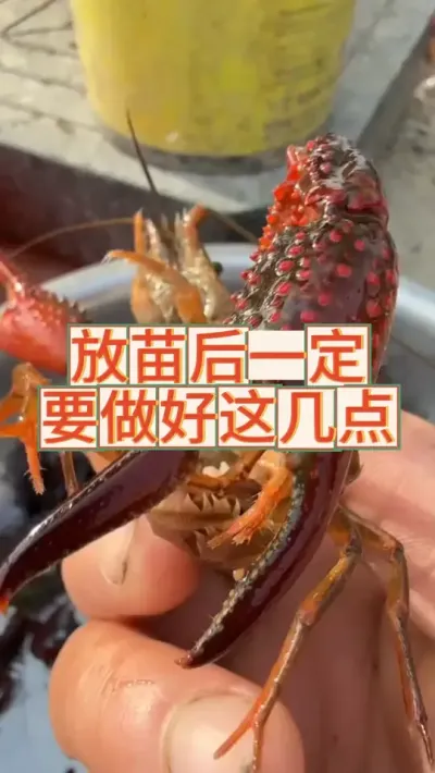 放苗后一定要注意这几点，不然让你血本无归 #三农 #小龙虾 #农业 #渔德盛 #2025新农人计划