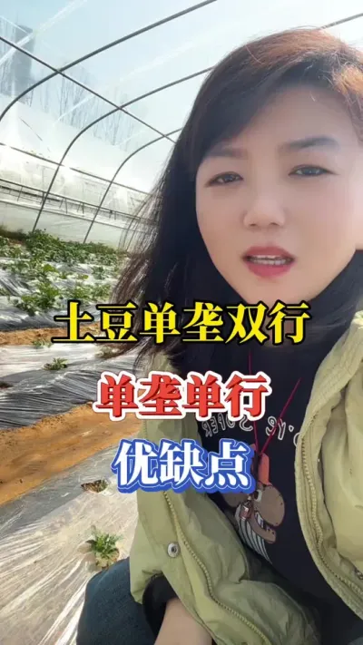 土豆单垄双行和单垄单行的优缺点#土豆 #春耕 #土豆种植