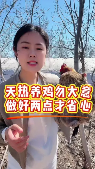 天热养鸡勿大意，做好两点才省心 #科学养鸡 #鸡病防治 #鸡鸭鹅养殖 #抖音养鸡人 #养殖小妙招