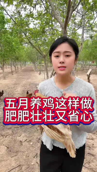 五月养鸡这样做肥肥壮壮又省心#养鸡#科学养鸡#鸡鸭鹅养殖#养鸡妙招#散养土鸡