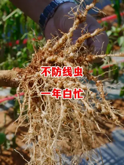提前做好根结线虫防控，为辣椒种植打好基础#辣椒种植 #辣椒 #小米辣 #线椒 #来抖音学农技