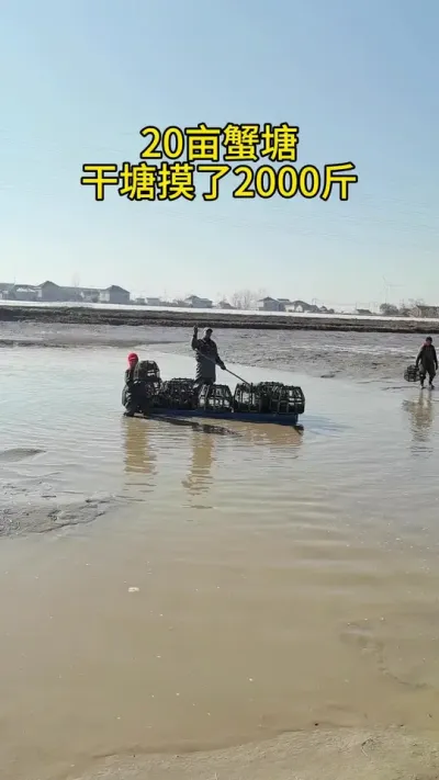 20亩蟹塘仅干塘就摸了两千斤，为啥这样干塘你知道么？ #大闸蟹养殖 #河蟹养殖 #鱼虾蟹养殖 #螃蟹养殖