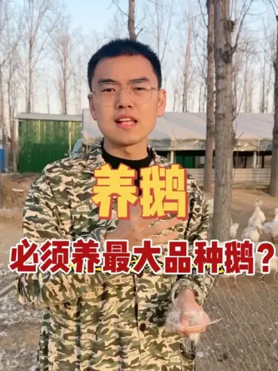 养鹅必须养最大品种的鹅吗？是吗？不同地区都适合养啥鹅合适？来来，点个红心➕关注，我给您仔细讲讲#养鹅技术分享 #养鹅人 #养鹅技术找晓雨 #养鹅
