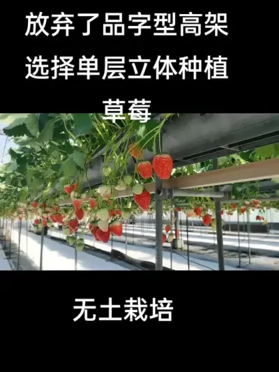 #无土栽培 #草莓#高架草莓#立体农业
单层立体高架草莓更给力