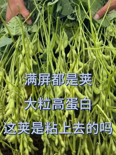 真正高产的大豆品种，亩产700斤 #服务三农支持三农 #产量特别高 #抖音助农 #种子 #农业种植