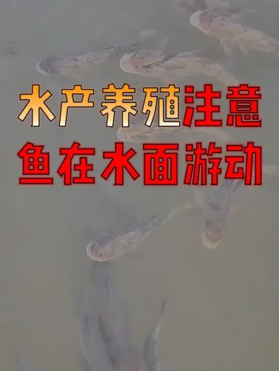 #水产人  看过来！#水产养殖  鱼为什么会在水面游？#水产养殖技术  #水产