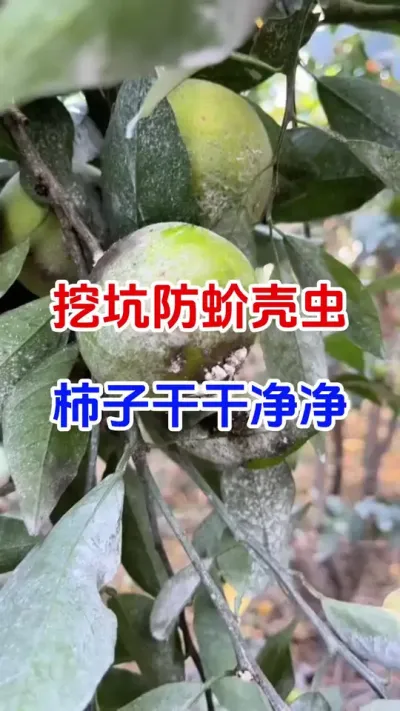 挖坑防介壳虫，柿子树干干净净#果树种植#介壳虫 #防虫颗粒 #柿子树