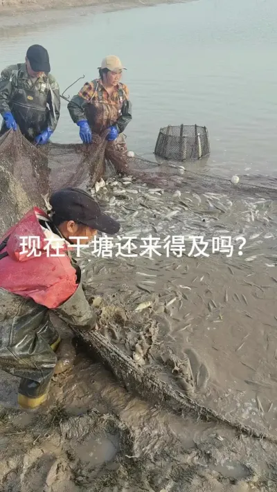 急死了，现在干塘还来的急吗？ #水产养殖 #河蟹养殖