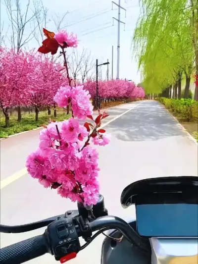 一路繁花似锦，你恰好盛开，我刚好路过，记录春天的美好#春暖花开奔你而来 #春天的味道 #骑行 #在春暖花开的季节去骑行