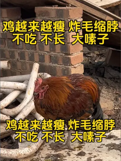 鸡越养越瘦炸毛缩脖，不吃不长大嗉子怎么办#养鸡#科学养鸡#养鸡妙招#鸡病防治#一线兽医工作者