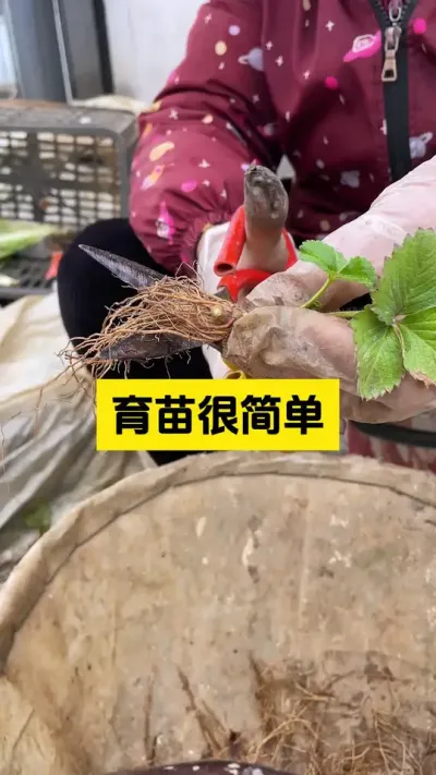 草莓育苗如何快速抽生匍匐茎！#启明大师姐 #草莓种植管理技术和方法 #农业种植 #农业技术推广 #草莓种植