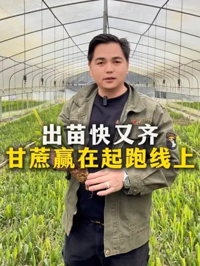 出苗快又齐
让甘蔗赢在起跑线上#农业种植 #种植 #甘蔗#肥料 #三农