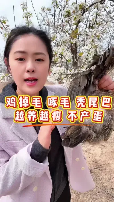 鸡掉毛啄毛秃尾巴，越养越瘦不产蛋怎么办 尽快用上这一招#科学养鸡 #鸡鸭鹅养殖 #鸡病防治 #服务三农支持三农 #抖音养鸡人