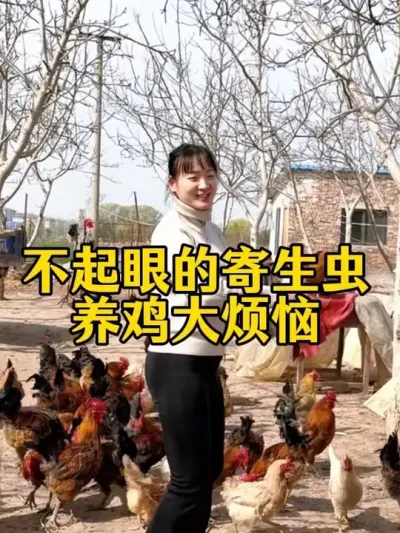 养鸡不驱虫到头全白忙 定期使用内外净，鸡鸭鹅内外干净没有虫，长肉产蛋冠红毛靓。#科学养鸡 #鸡鸭鹅养殖 #养鸡人 #三农养殖 #鸡鸭鹅