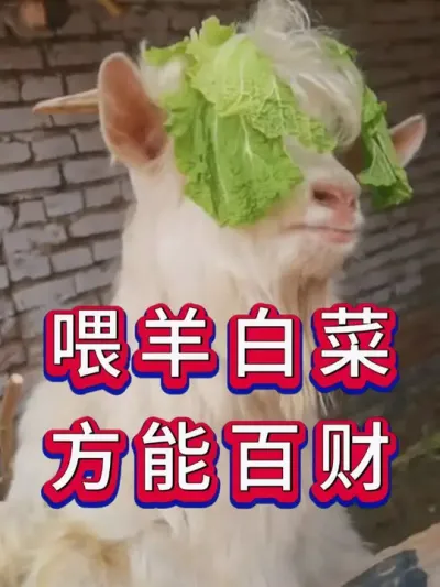 喂羊白菜方能百财 #养羊 #养羊人 #养殖技术 #养羊经验