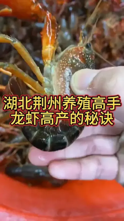 湖北荆州养虾高手的高产秘方 #小龙虾 #三农 #水产养殖 #渔德盛 #新农人计划