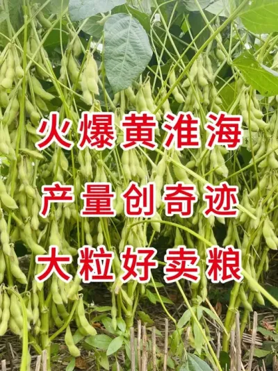 国审金豆豆，大粒好卖粮 #服务三农支持三农 #抖音助农扶农 #产量特别高 #大豆种植 #优质农产品
