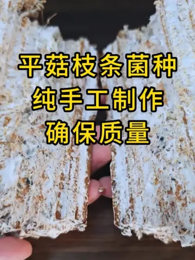 平菇挂浆枝条菌种，手工制作，确保质量，全国发货。#平菇种植 #平菇菌种 #食用菌栽培种 #栽培种