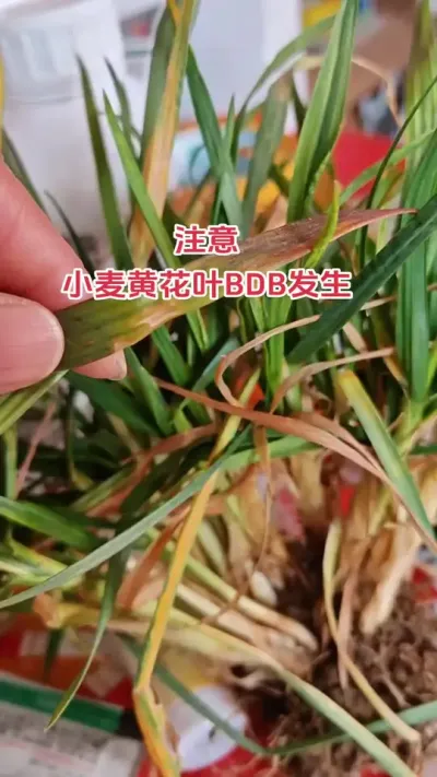 #农业种植技术 #抖音助农扶农 #三农 #小麦 #农业