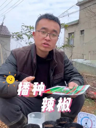 辣椒怎么播种才能出苗快？出苗齐？辣椒怎么播种？#种植小技巧 #关注我一起学种菜 #我的小菜园 #每天分享蔬菜种植技巧 #阳台种植