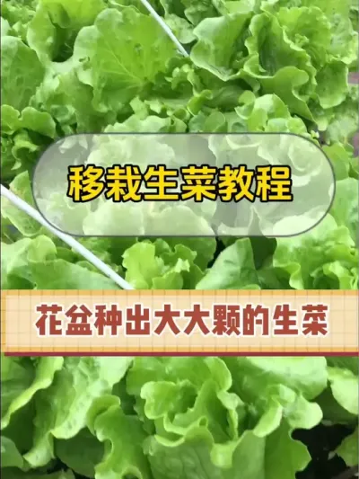 自己种的鲜嫩生菜，生吃简直太棒了！#记录我的种植生活 #阳台盆栽 #种植小技巧 #一份耕耘一份收获 #我的小菜园