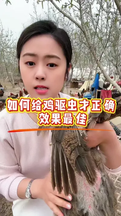 如何给鸡驱虫才正确呢 #鸡鸭鹅养殖 #鸡病防治 #科学养鸡 #养殖小妙招 #服务三农支持三农