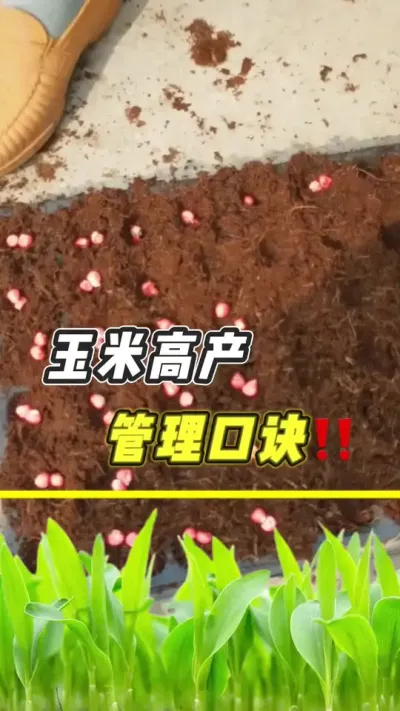 玉米高产管理口诀#玉米 #玉米种植 #玉米高产管理 #农业