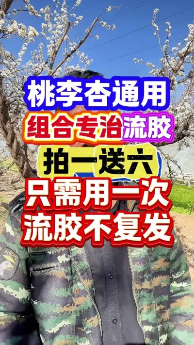 #流胶病 #果树流胶 #病虫害防治 #分享农业知识帮农民增产增收 #抖音助农