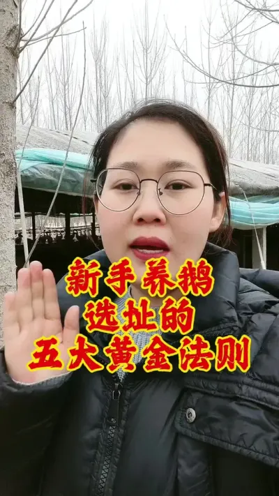 新手养鹅，选址的五大黄金法则#养鹅 #养鹅人 #鹅 #养鹅技术分享 #新手养鹅